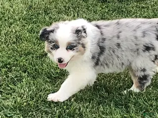 Australian Shepherd dogs for sale: Austin - Ad 3