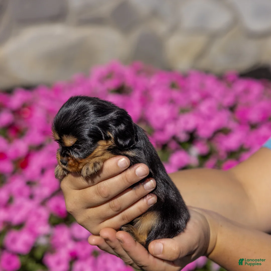 Cavalier King Charles Spaniel dogs for sale: Milly - Ad 2