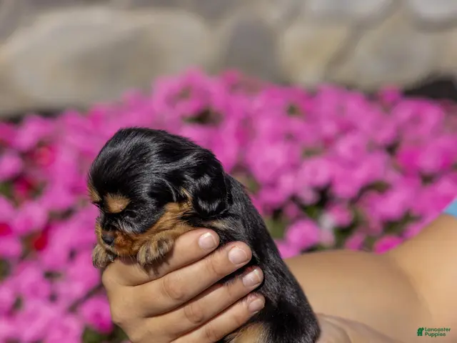 Cavalier King Charles Spaniel dogs for sale: Milly - Ad 2