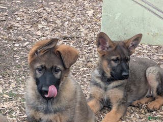 German Shepherd dogs German Shepherd Puppy 4 - Ad 13