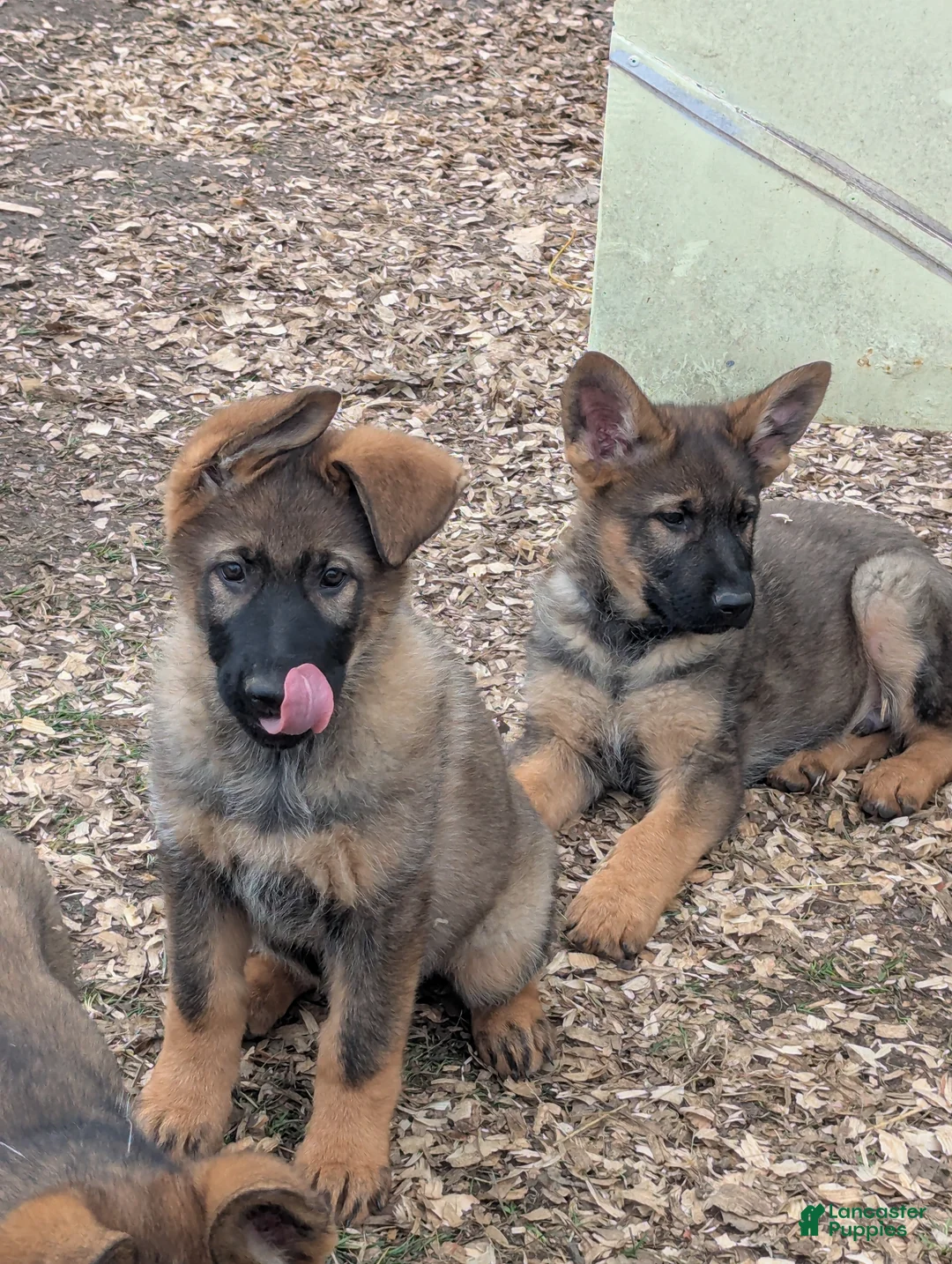 German Shepherd dogs for sale: German Shepherd Puppy 4 - Ad 1