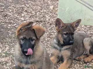 German Shepherd dogs German Shepherd Puppy 4 - Ad 35