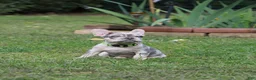 French Bulldog dogs for sale: Lucy - Ad 5