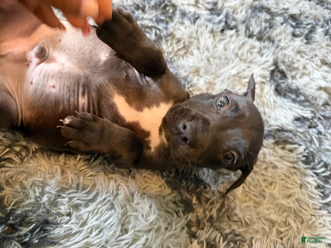 Mixed Breed dogs for sale: Mixed Breed Puppy 7 - Ad 4