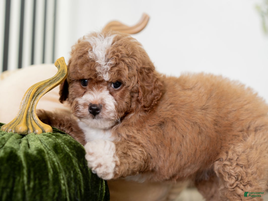Miniature Poodle dogs for sale: Clara - Ad 6