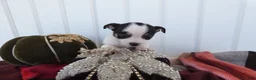 Chihuahua dogs for sale: Chihuahua 3 Thunder - Ad 3