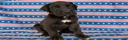 Great Dane dogs for sale: Philip Great Dane  - Ad 5