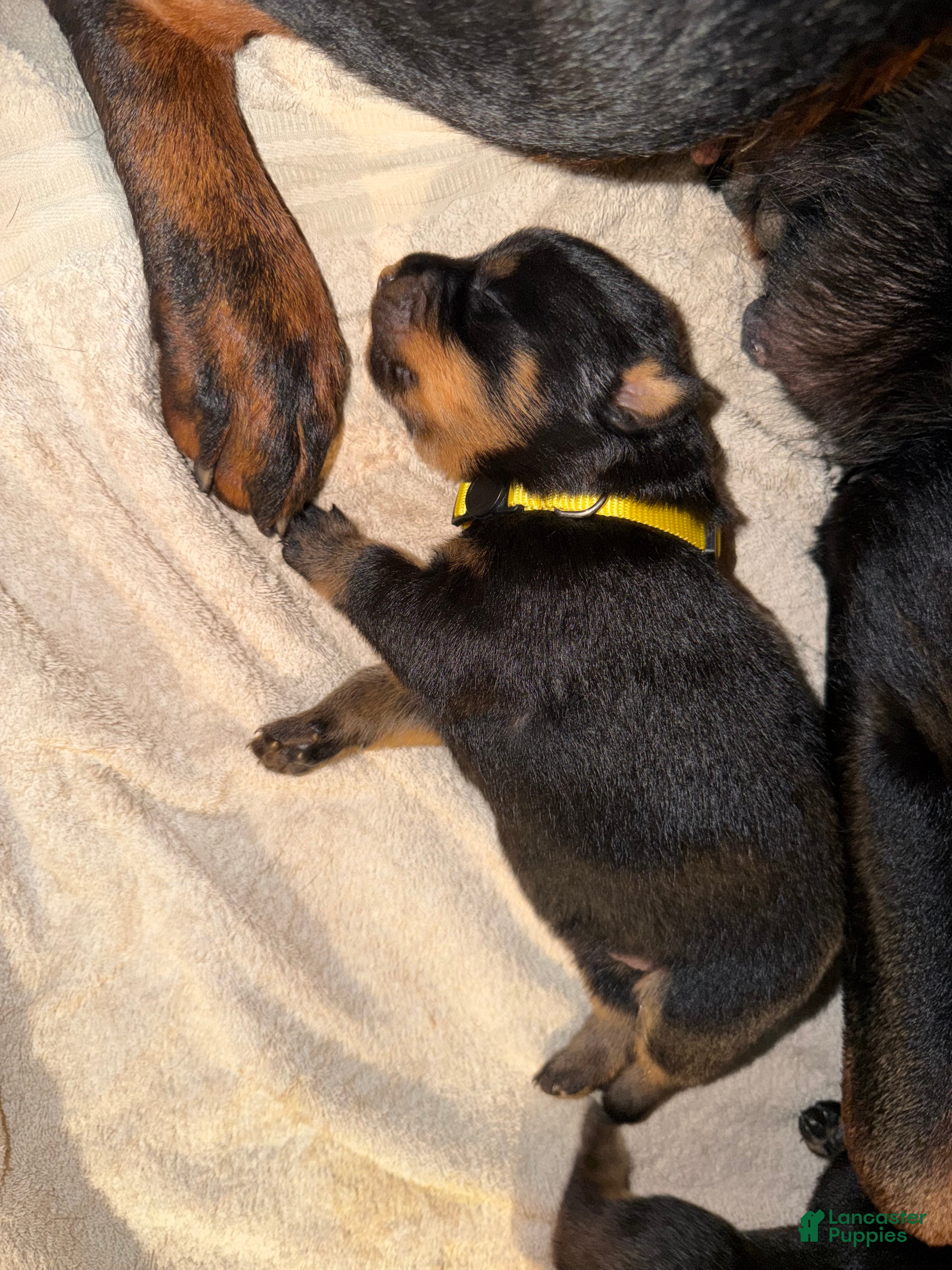 Rottweiler dogs Rottweiler 3 yellow collar - Ad 6