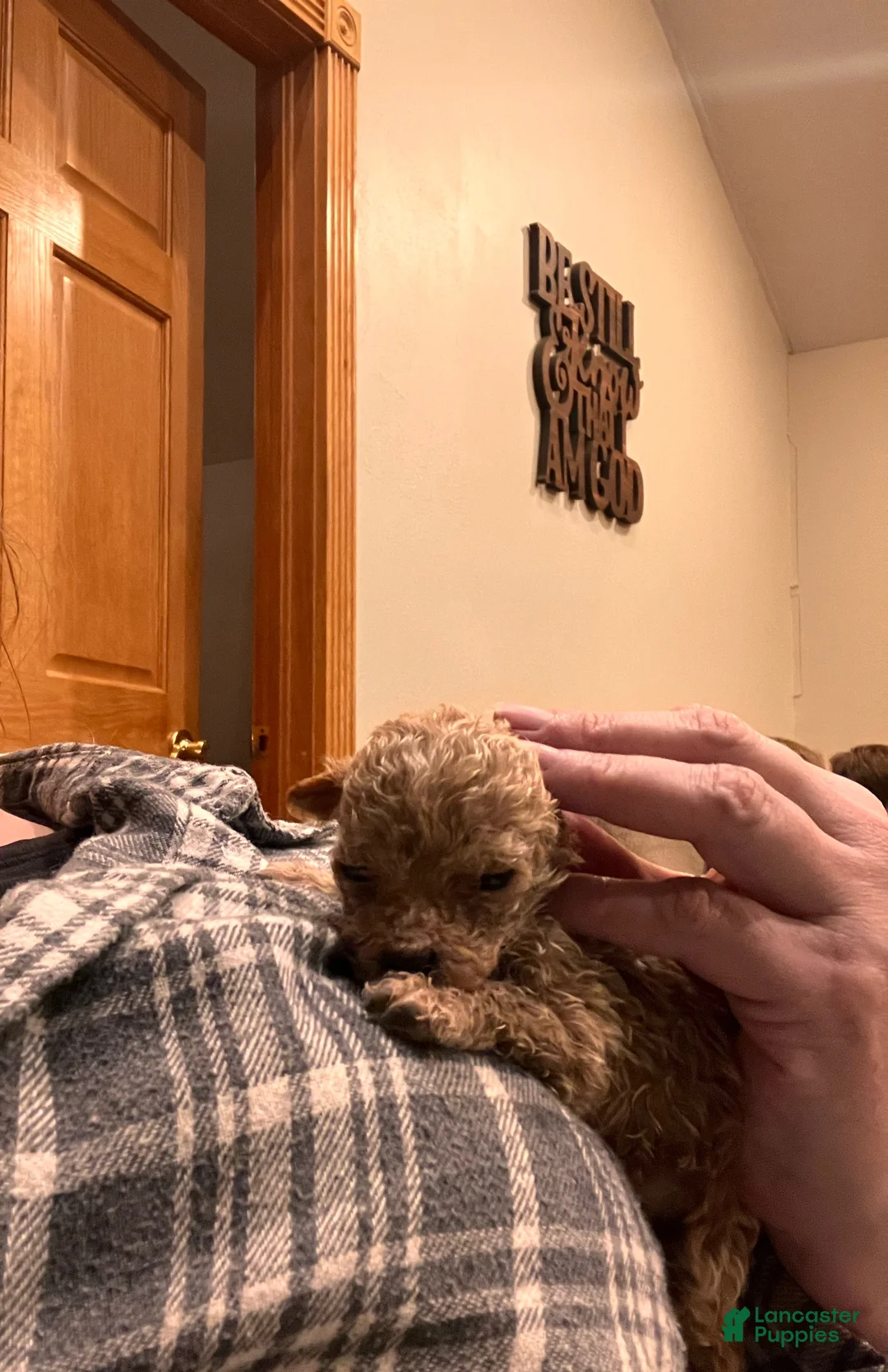 Toy Poodle dogs for sale: ♥️TINY TEACUP TAZZ♥️ - Ad 11