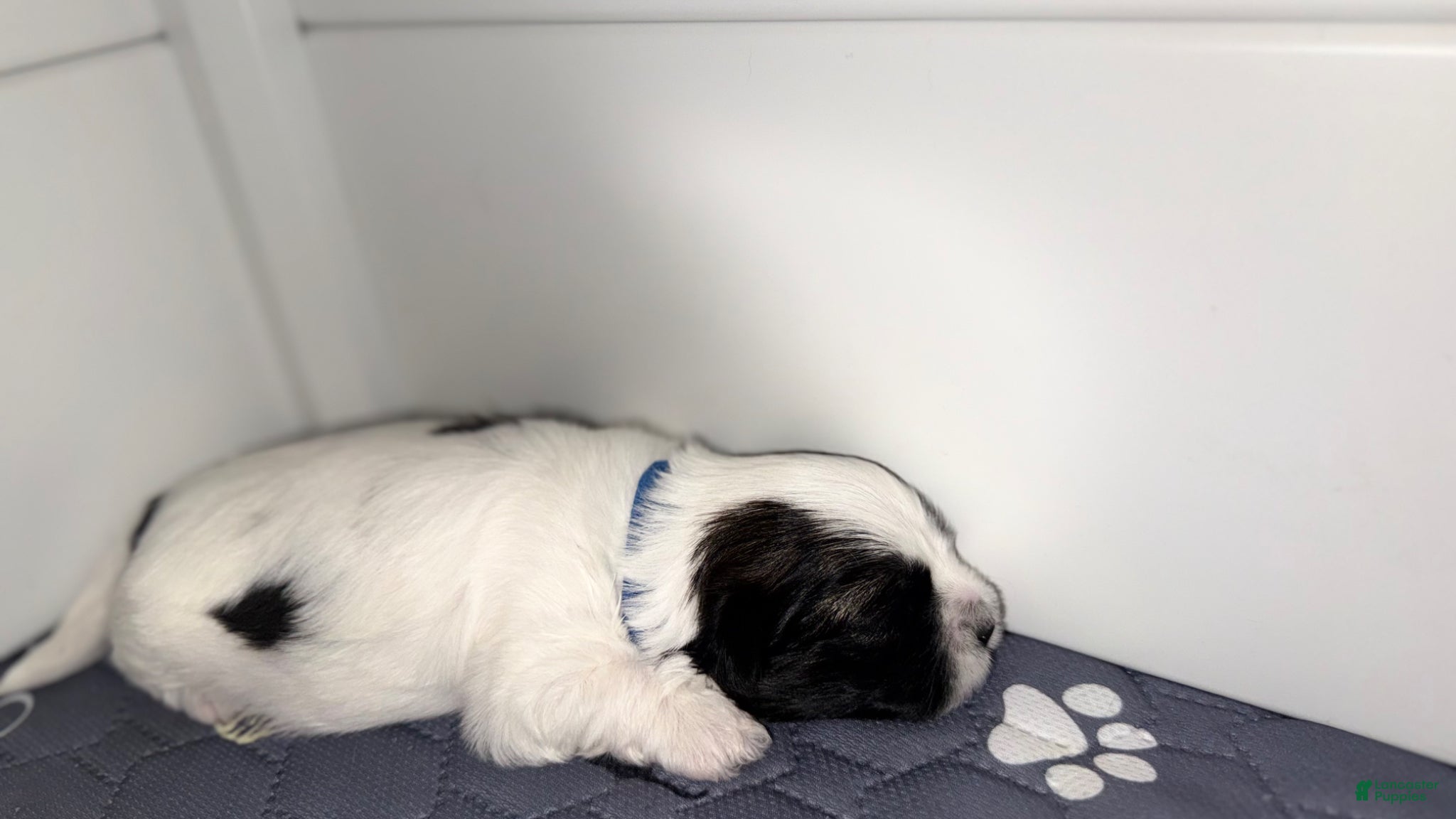 Mixed Breed dogs Spot - Ad 14