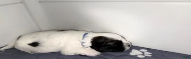 Spot