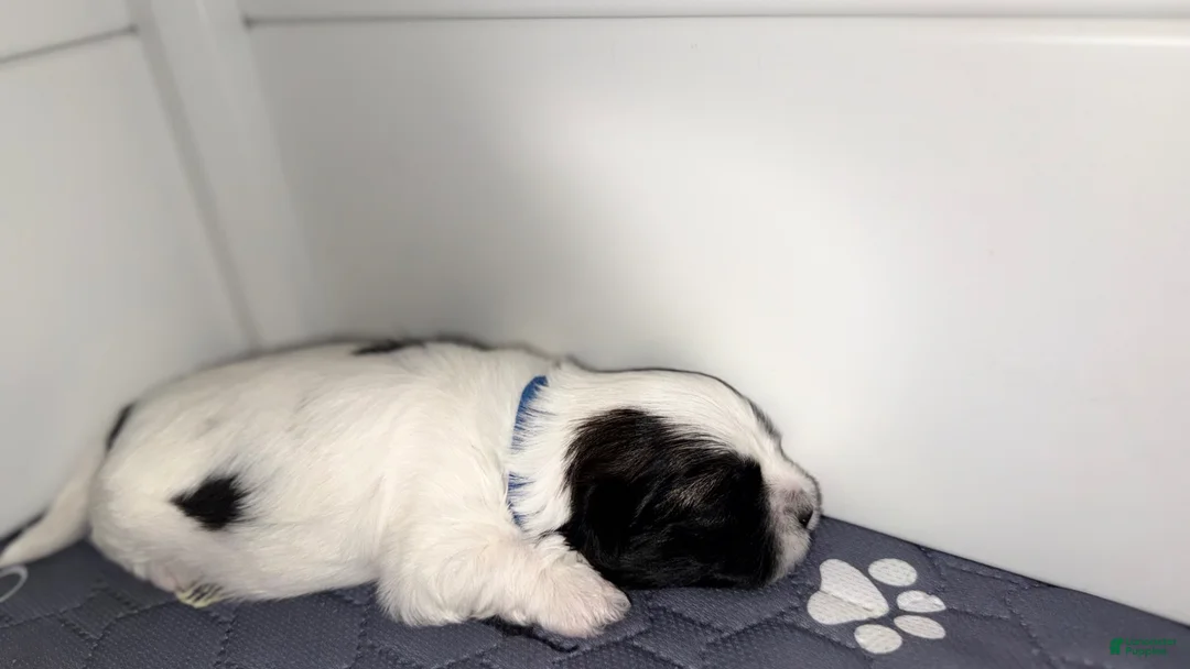 Mixed Breed dogs for sale: Spot - Ad 1