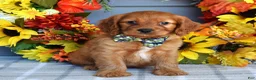 Cavapoo dogs for sale: Hank - Ad 6