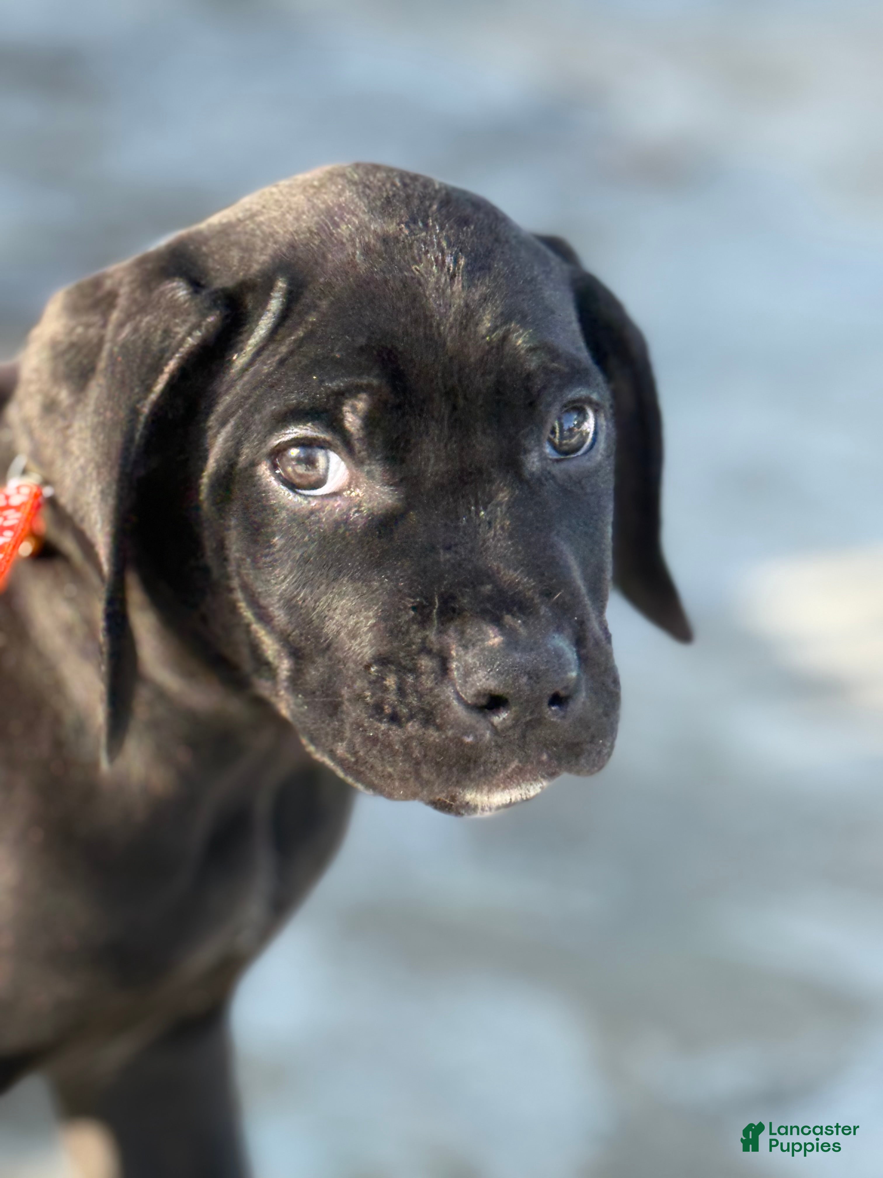 Mixed Breed dogs Blue - Ad 31