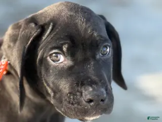 Mixed Breed dogs Blue - Ad 31