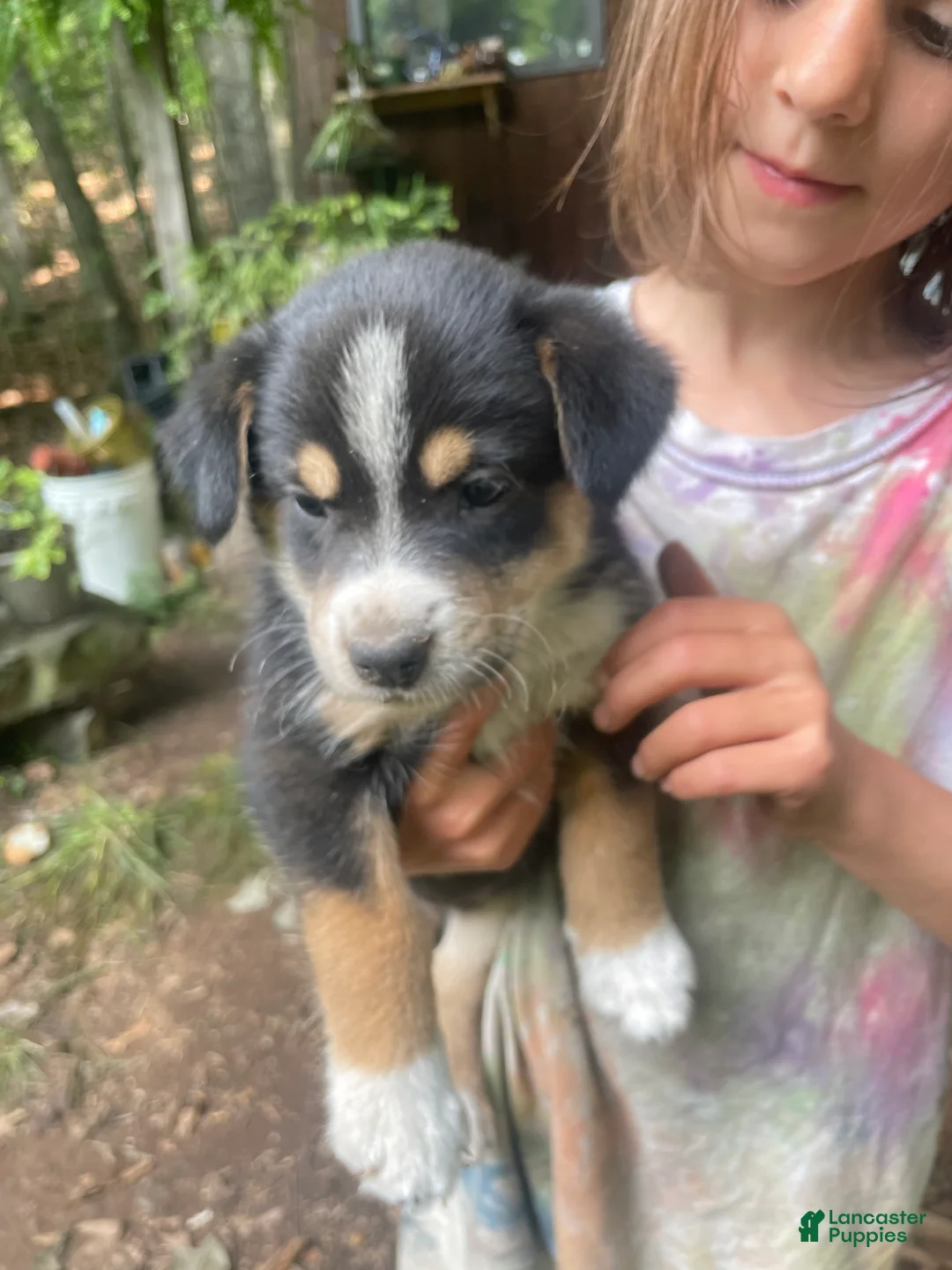 Mixed Breed dogs for sale: Little Gus - Ad 2