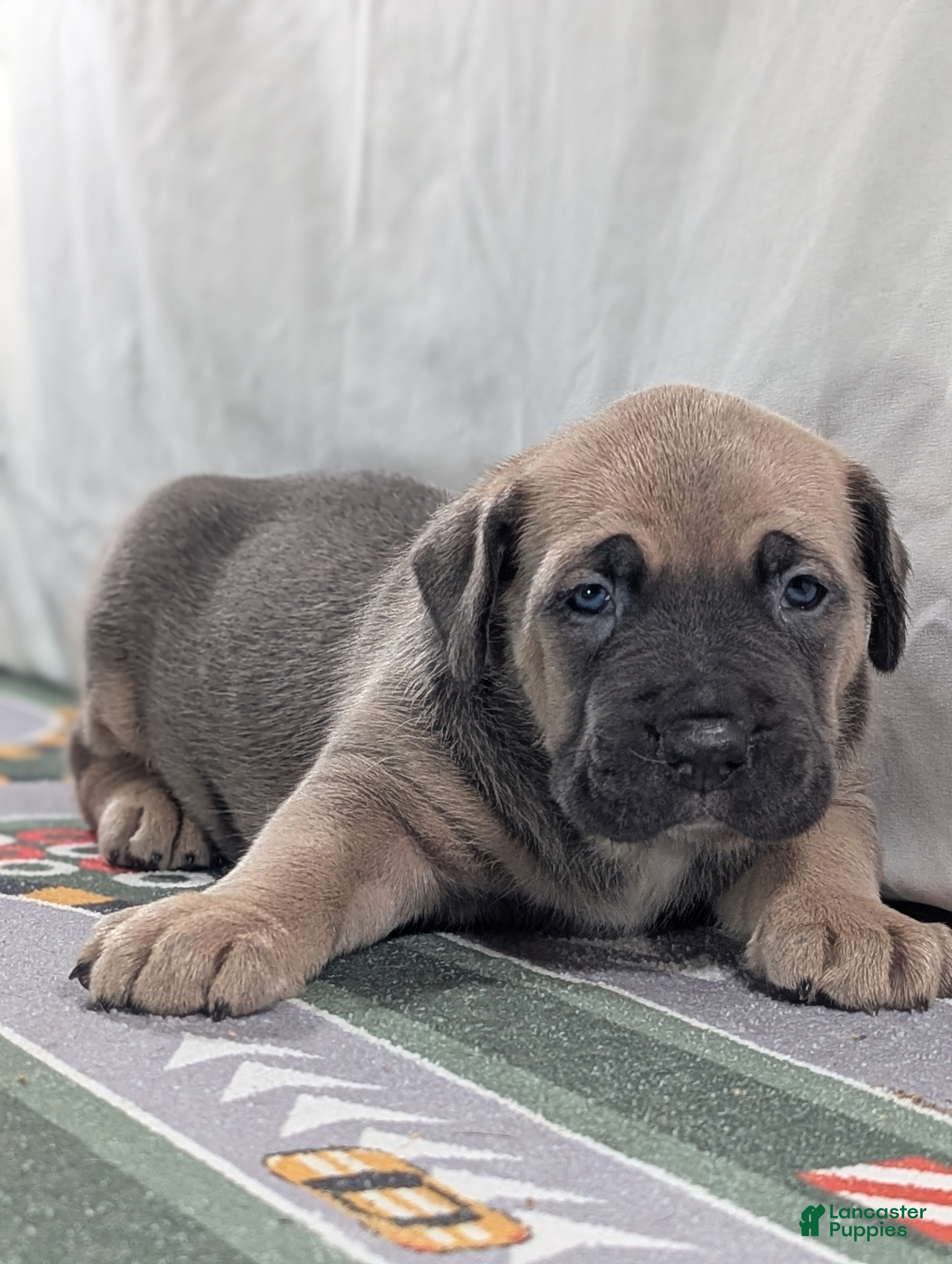 Cane Corso dogs for sale: Pluto  - Ad 3