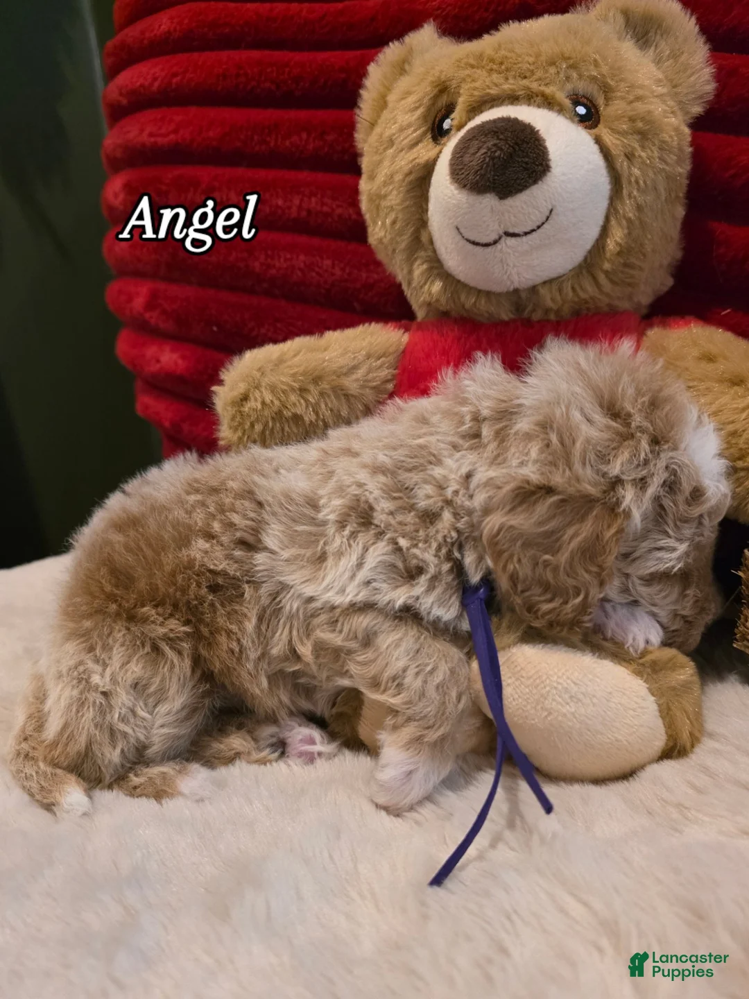 Mini Goldendoodle dogs for sale: Angel   - Ad 3