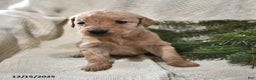 Goldendoodle dogs for sale: Heidi - Ad 4