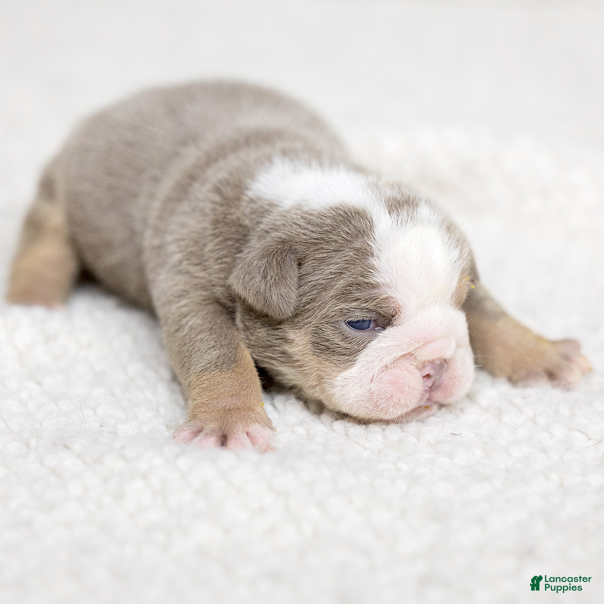 English Bulldog dogs Winnie Mae English Bulldog  - Ad 2