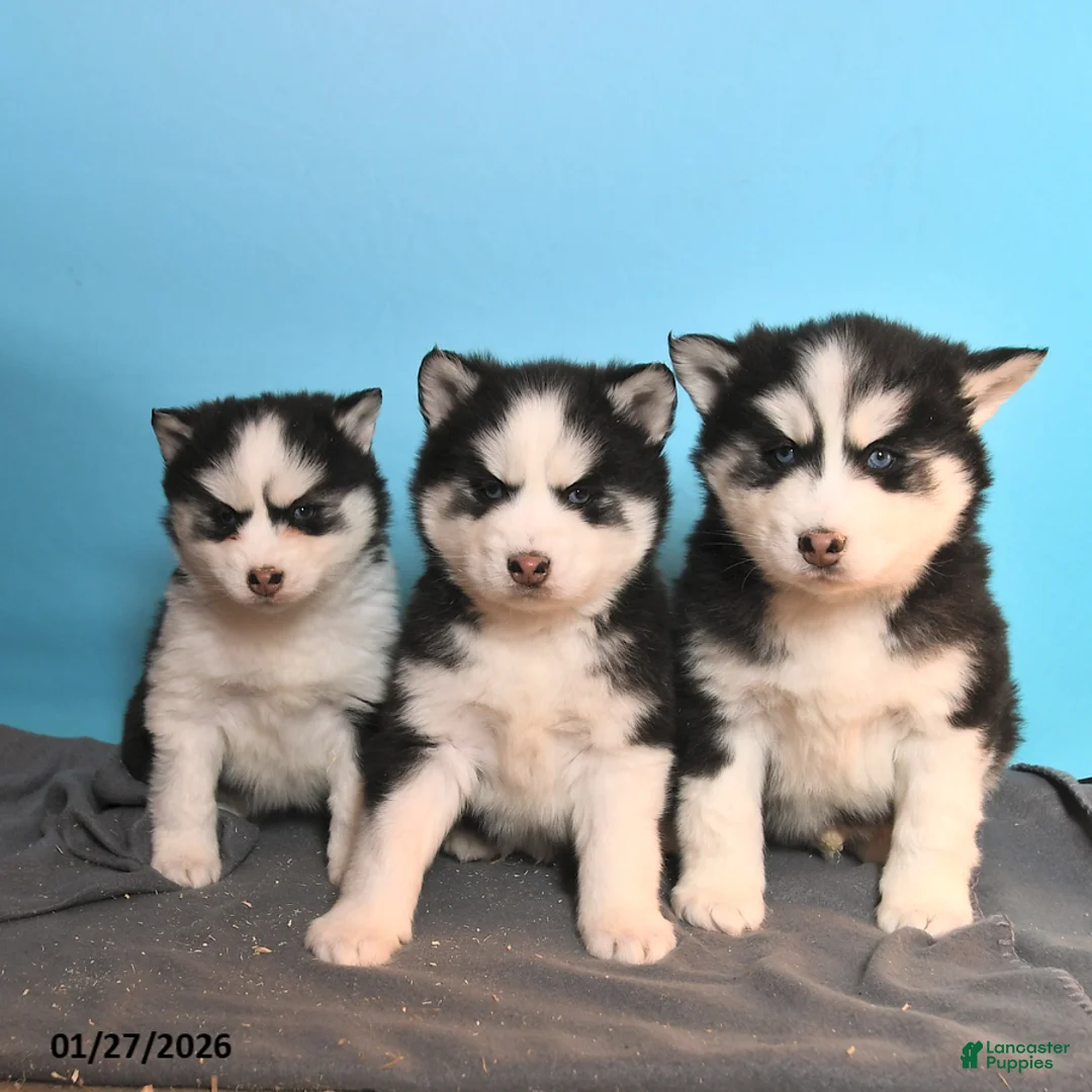 Pomsky dogs for sale: Dallas - Ad 3