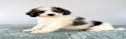 Bernedoodle dogs for sale: Dave - Ad 4