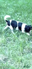 Amelia