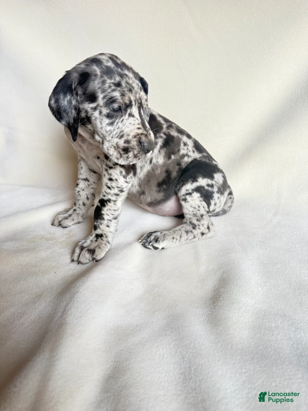 Great Dane dogs for sale: Tank-neon yellow - Ad 1