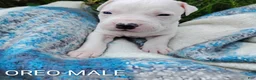 American Pit Bull Terrier dogs for sale: OREO - Ad 10