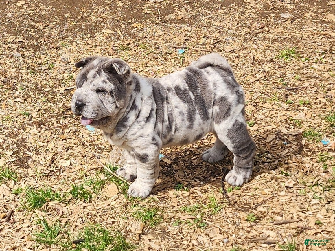 Shar Pei dogs Dazzle blue merle mini  - Ad 1