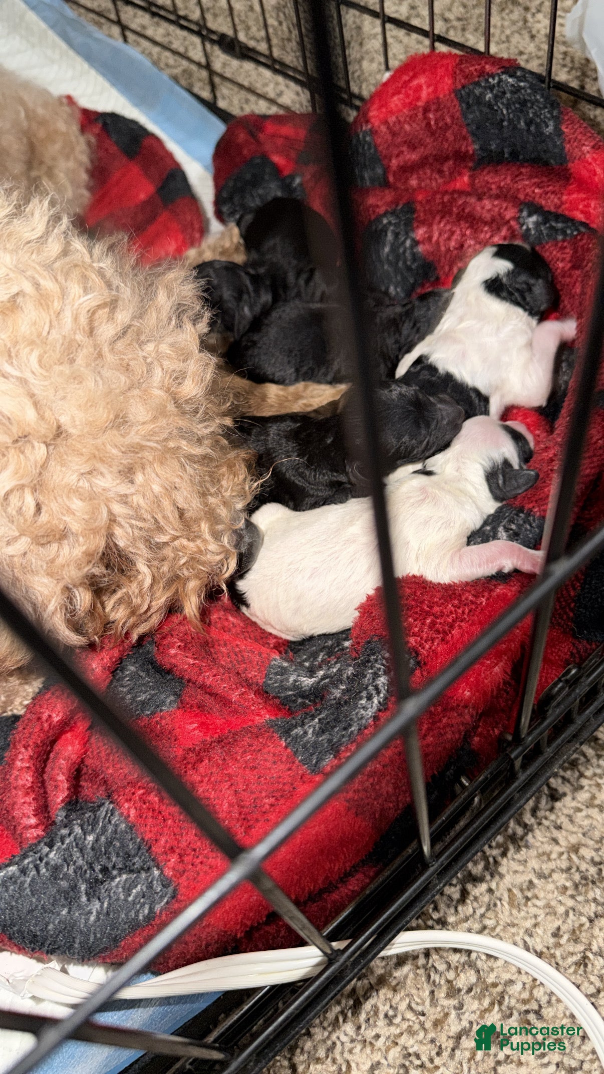 Cavapoo dogs Cavapoo Puppy 5 - Ad 18