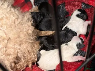 Cavapoo dogs Cavapoo Puppy 5 - Ad 8