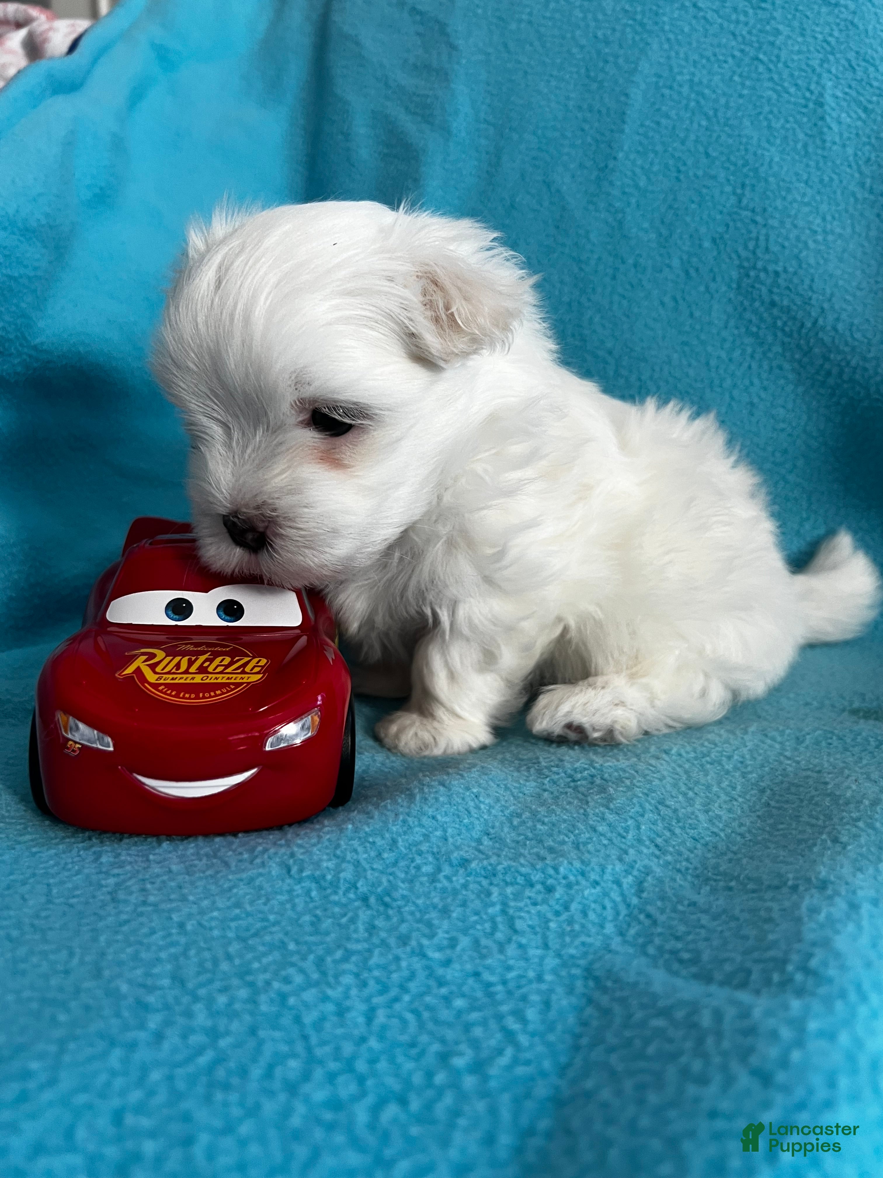 Maltese dogs Rocky - Ad 2