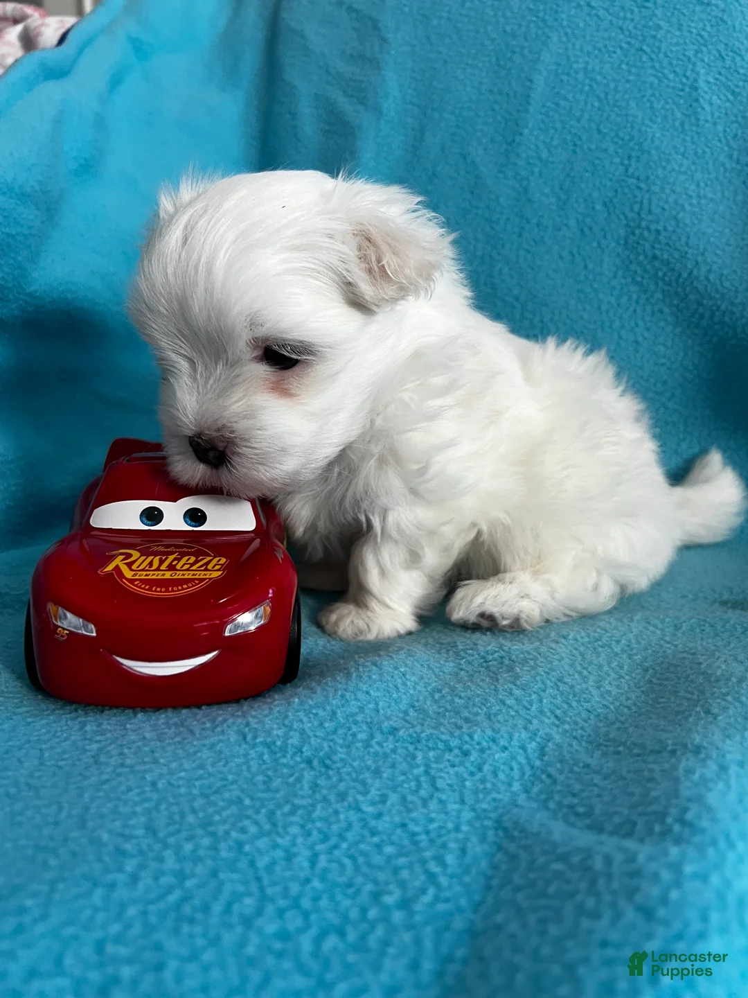 Maltese dogs for sale: Rocky - Ad 2