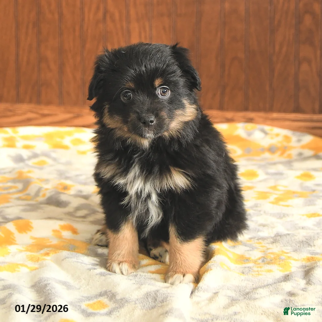 Toy Australian Shepherd dogs for sale: Lester - Ad 1