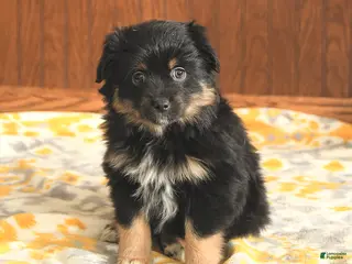 Toy Australian Shepherd dogs Lester - Ad 11