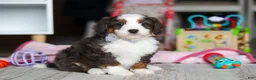 Mini Bernedoodle dogs for sale: Tracker - Ad 3