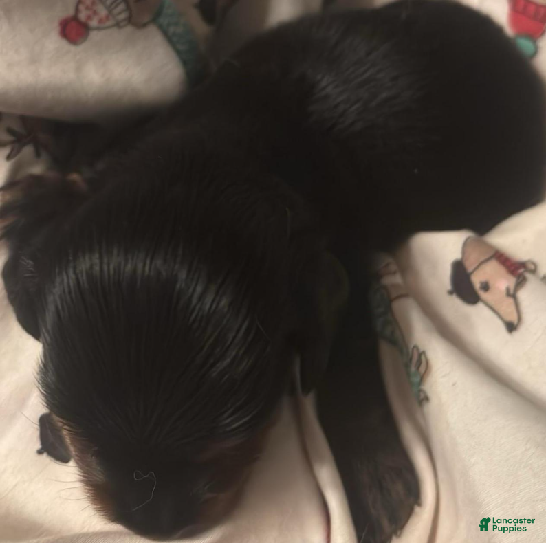 Dachshund dogs Fabio-Long Hair - Ad 2