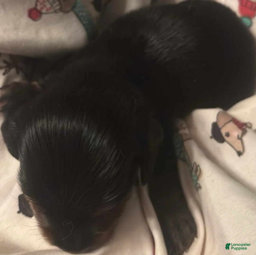 Dachshund dogs for sale: Fabio-Long Hair - Ad 2