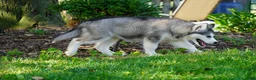 Siberian Husky dogs for sale: Layla - Ad 3