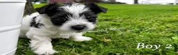 Yorkshire Terrier dogs for sale: Yorkshire Terrier 1 - Ad 2