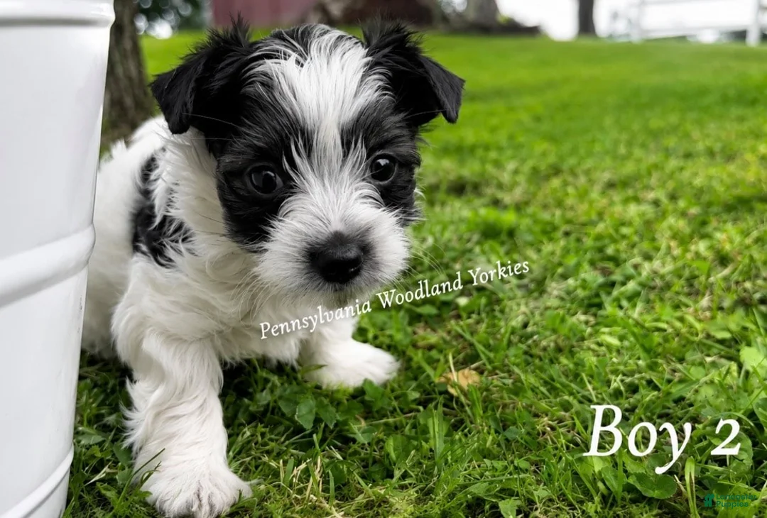Yorkshire Terrier dogs for sale: Yorkshire Terrier 1 - Ad 2
