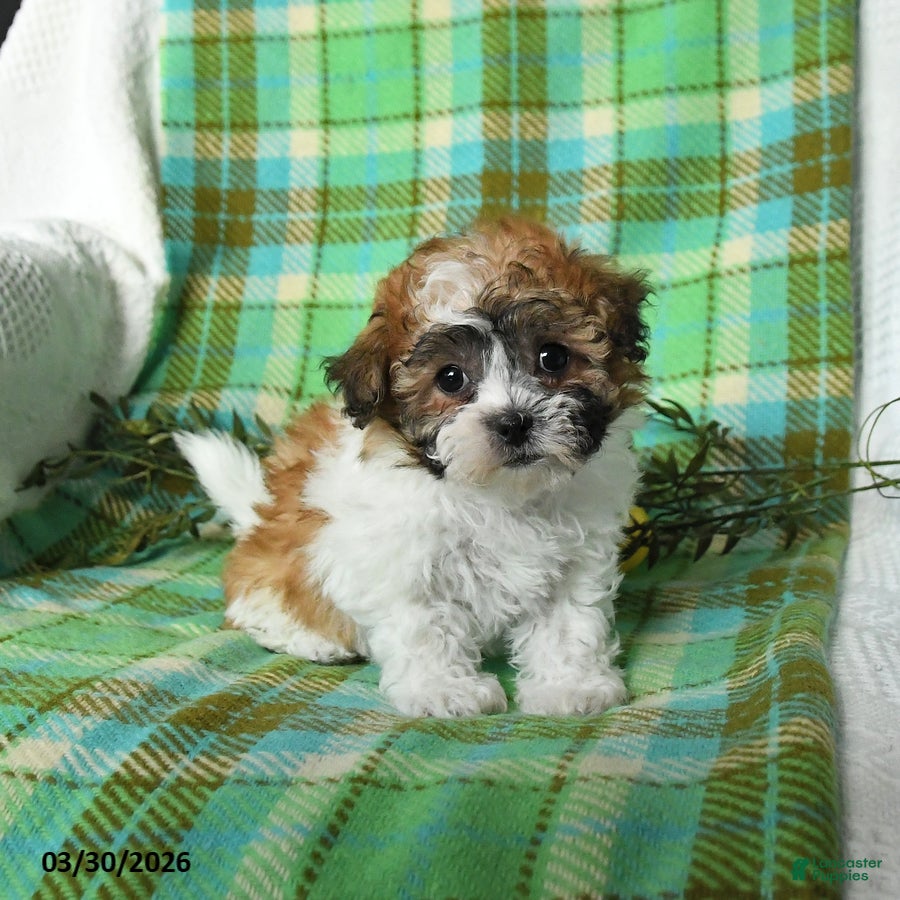 Teddy Bear dogs Millie - Ad 1