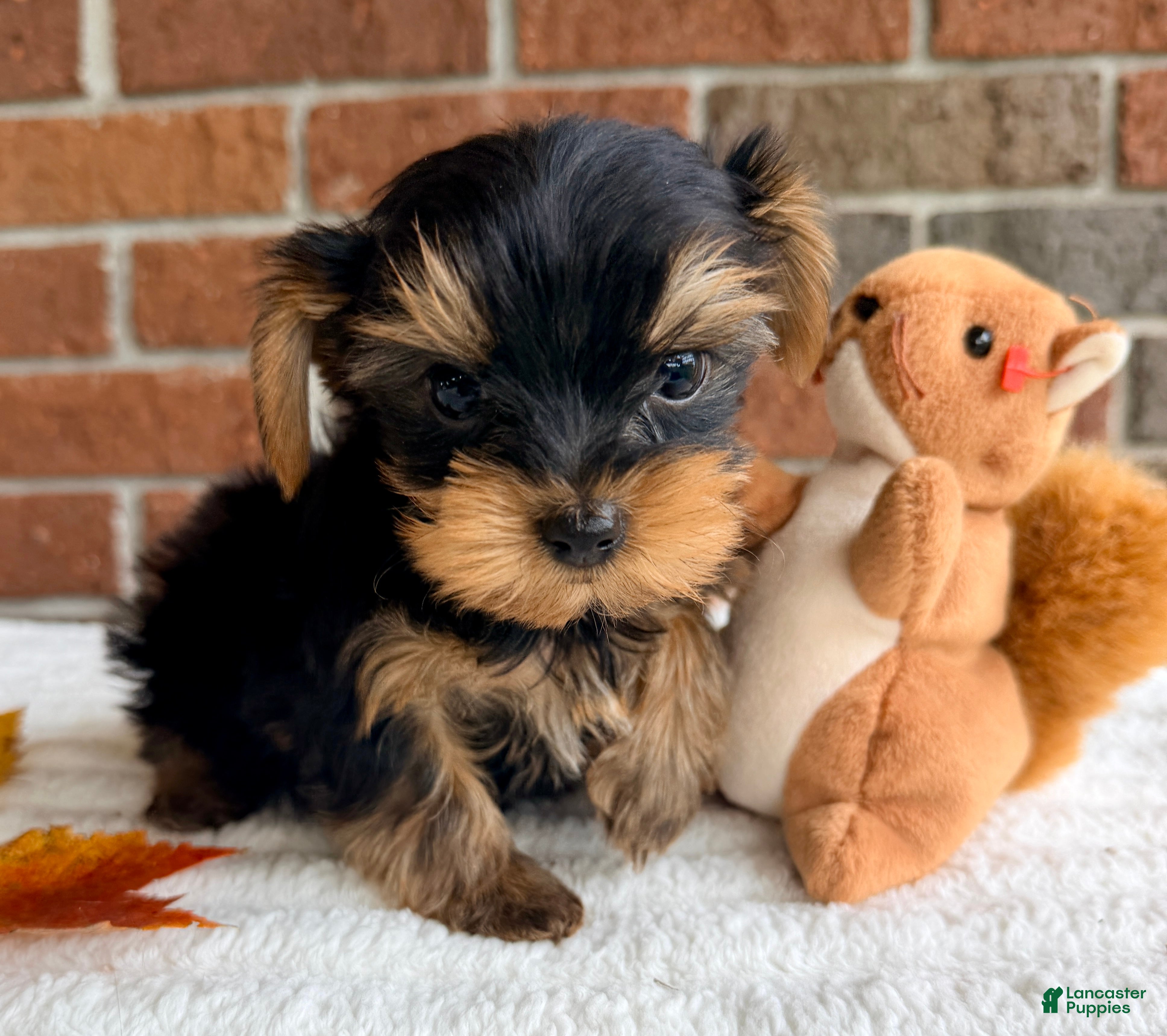 Yorkshire Terrier dogs for sale: Brodie - Ad 2