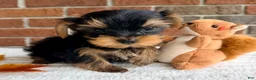 Yorkshire Terrier dogs for sale: Brodie - Ad 2