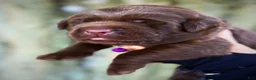 Labrador Retriever dogs for sale: Labrador Retriever 1 - Ad 10