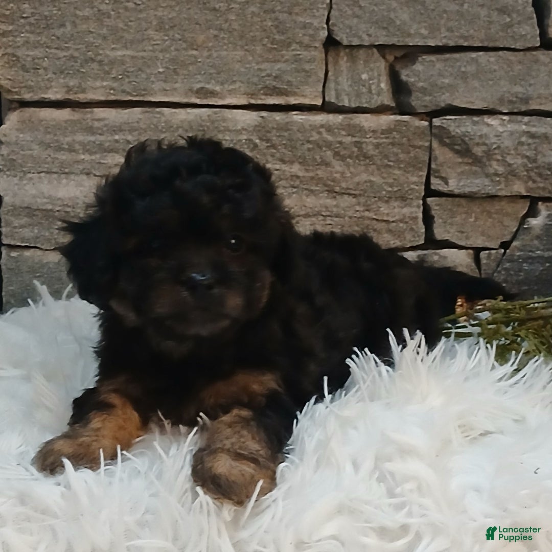 Shihpoo dogs for sale: Hope  - Ad 2