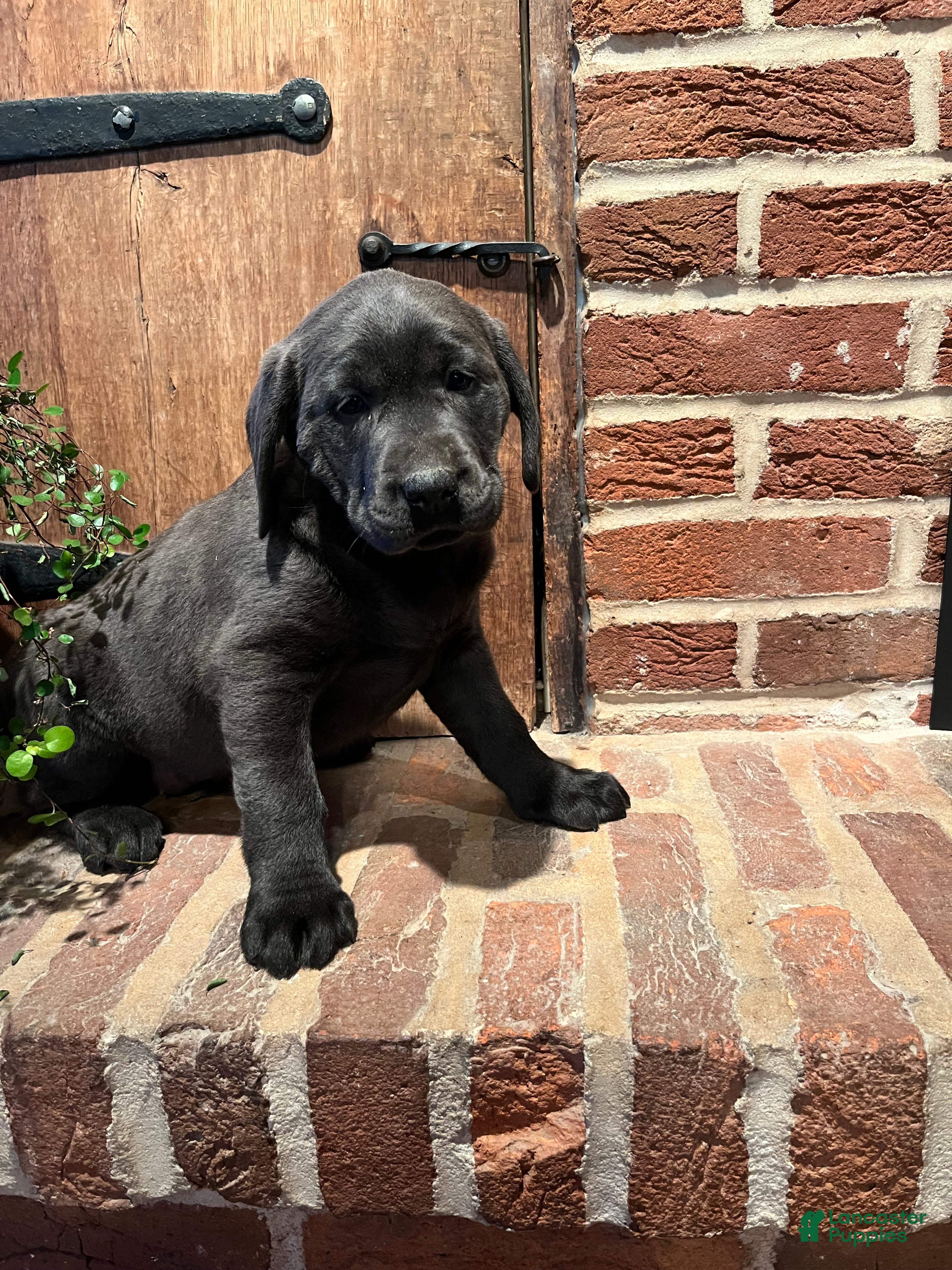 Labrador Retriever dogs Buttercup - Ad 2