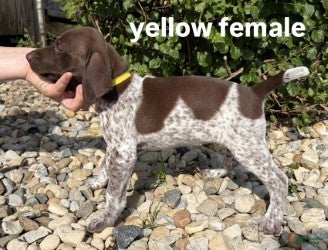 German Shorthaired Pointer dogs Yellow Female - Ad 1