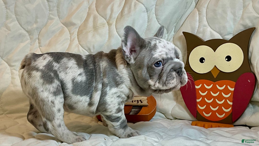 French Bulldog dogs for sale: Garmin - Ad 15